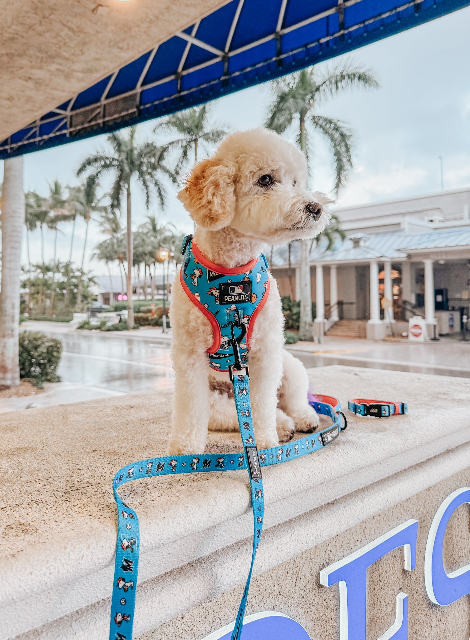 Dog Leash - MLB™ x Peanuts™ Miami Marlins™