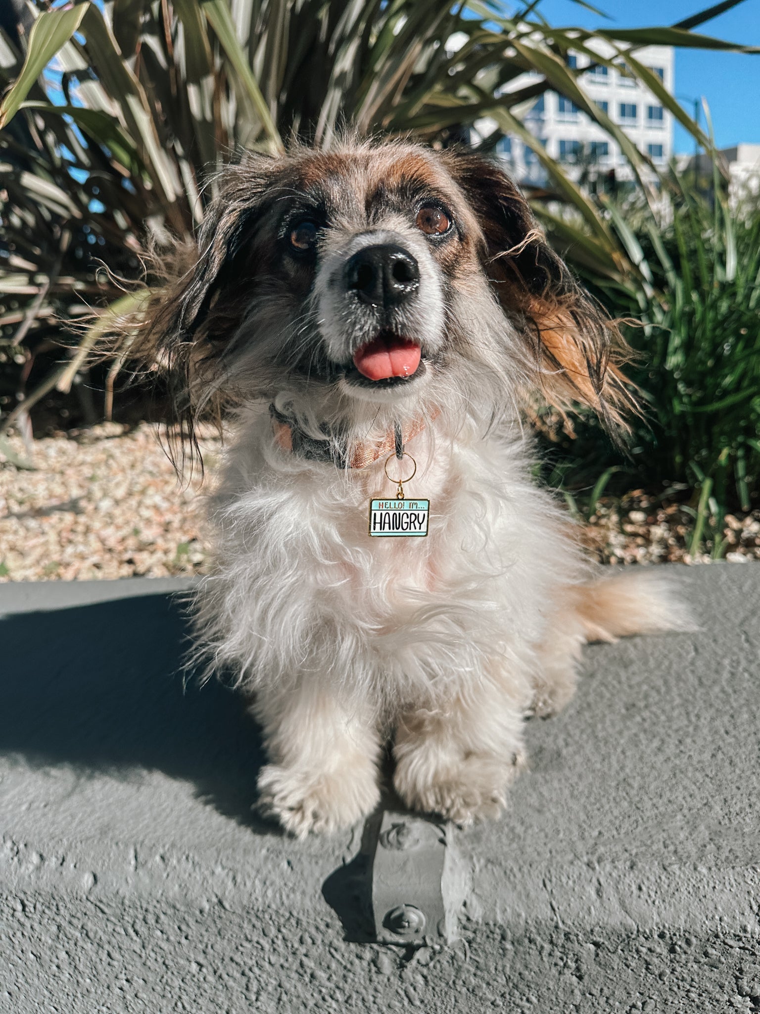 Collar Tag - Hello I'm Hangry