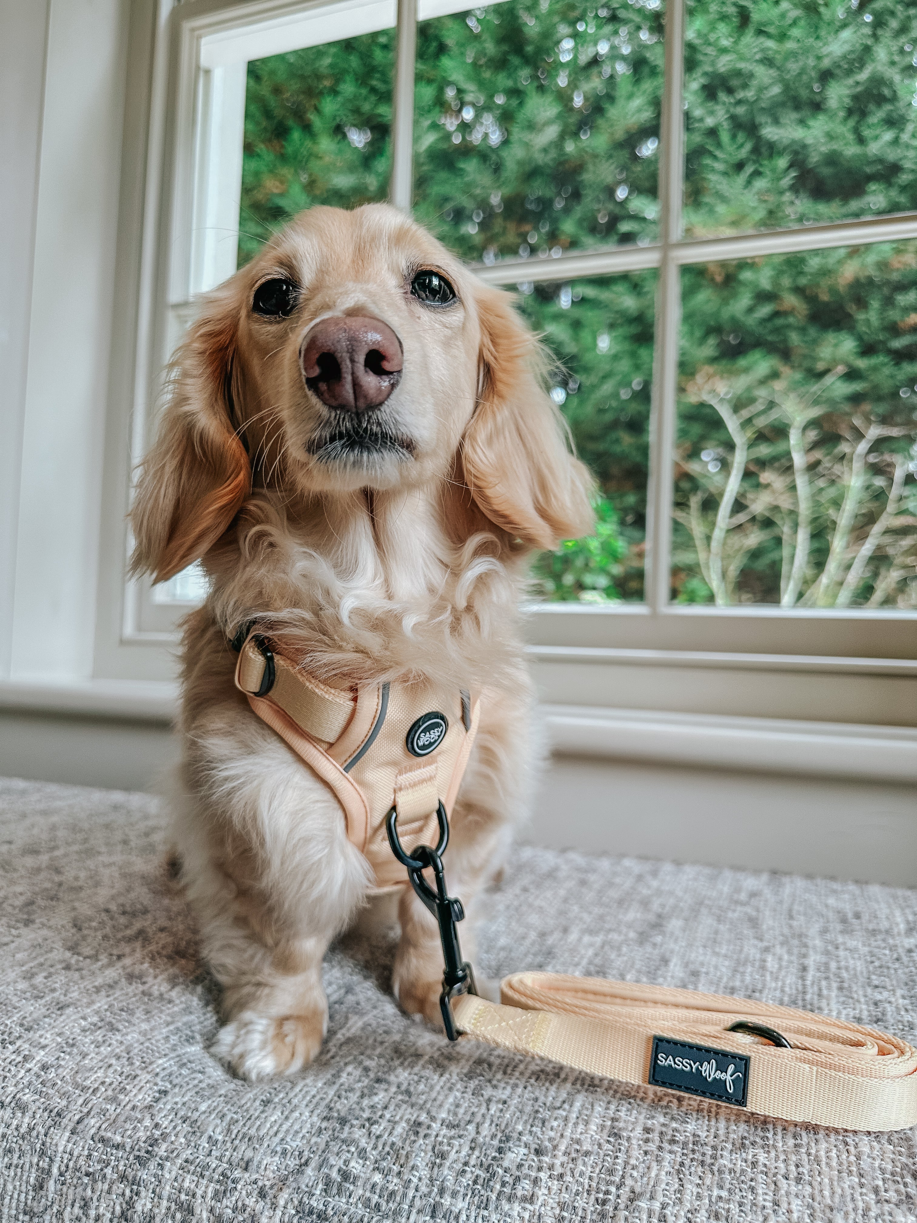 Dog Leash - Daffodil