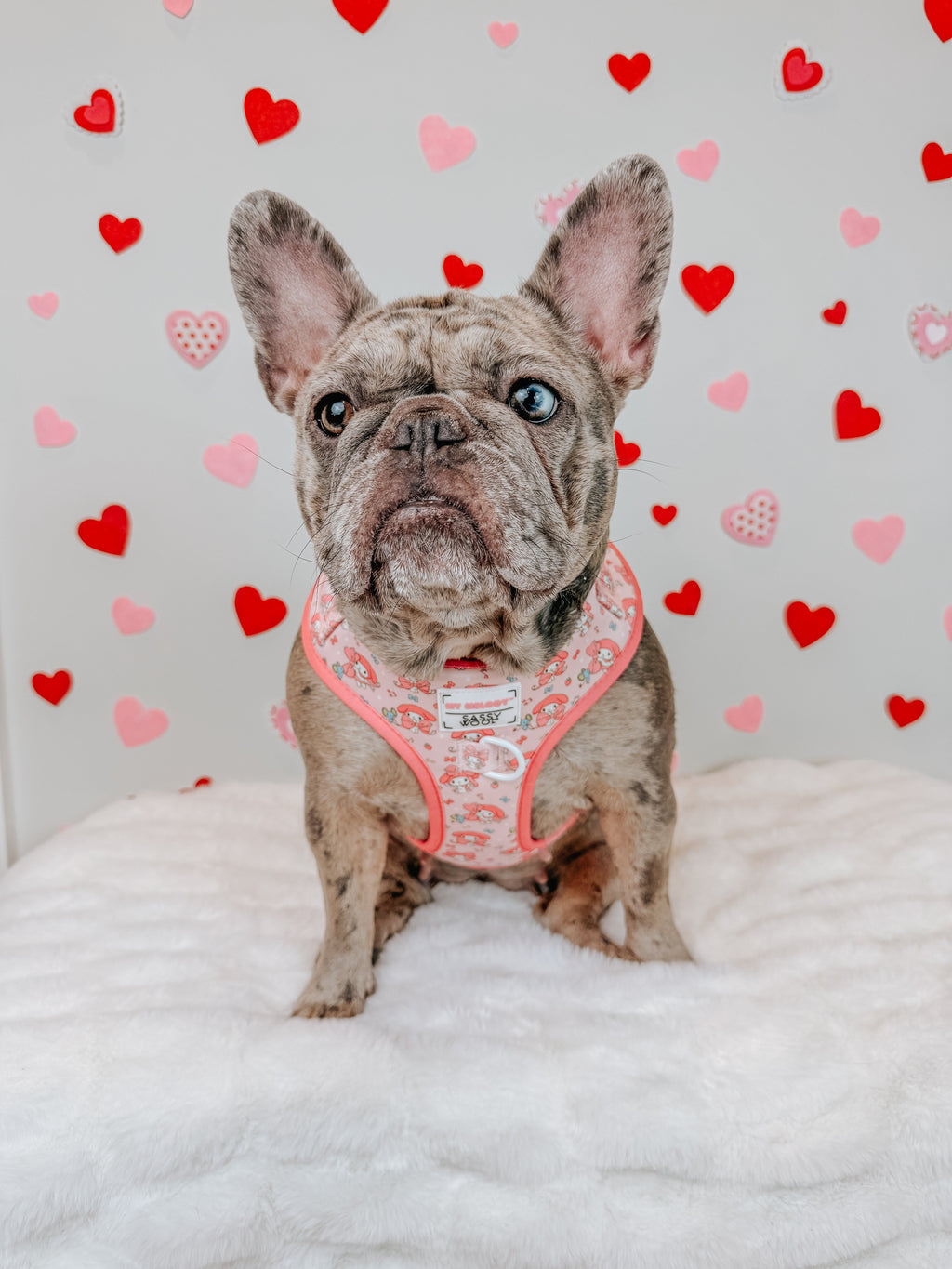 Dog Adjustable Harness - My Melody™