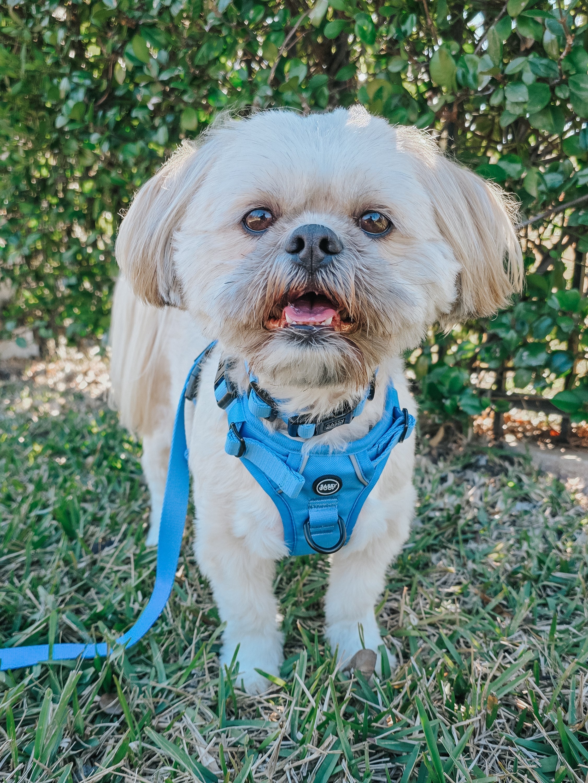 Dog Step-in Harness - Hydrangea