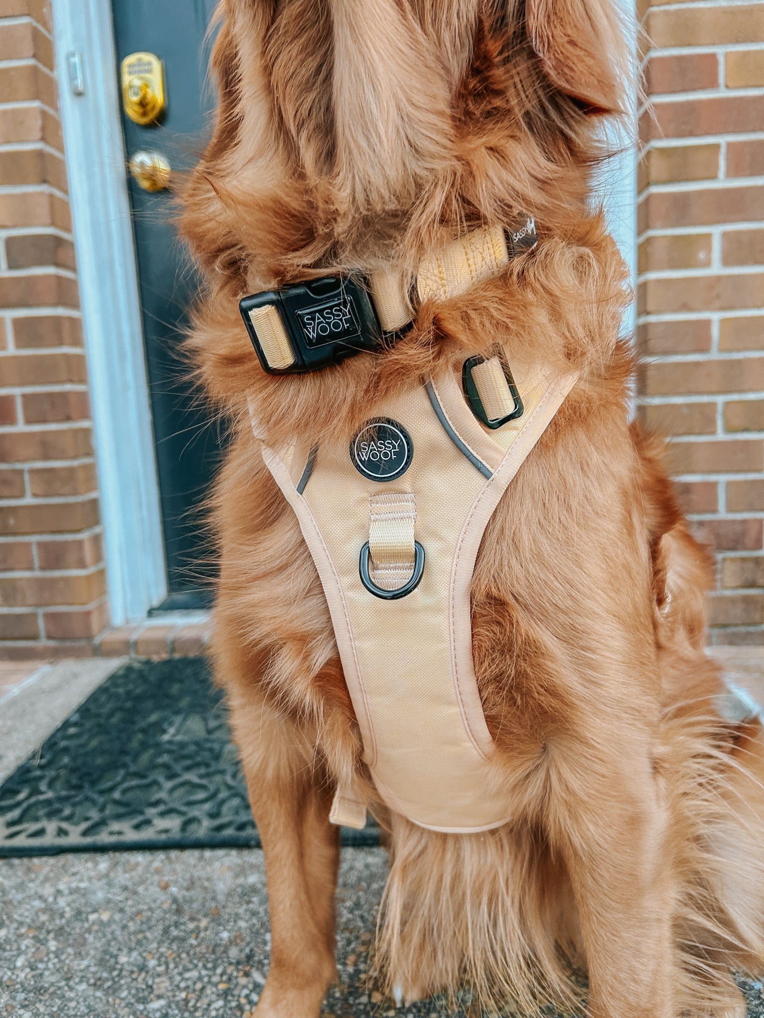 Dog Collar - Daffodil