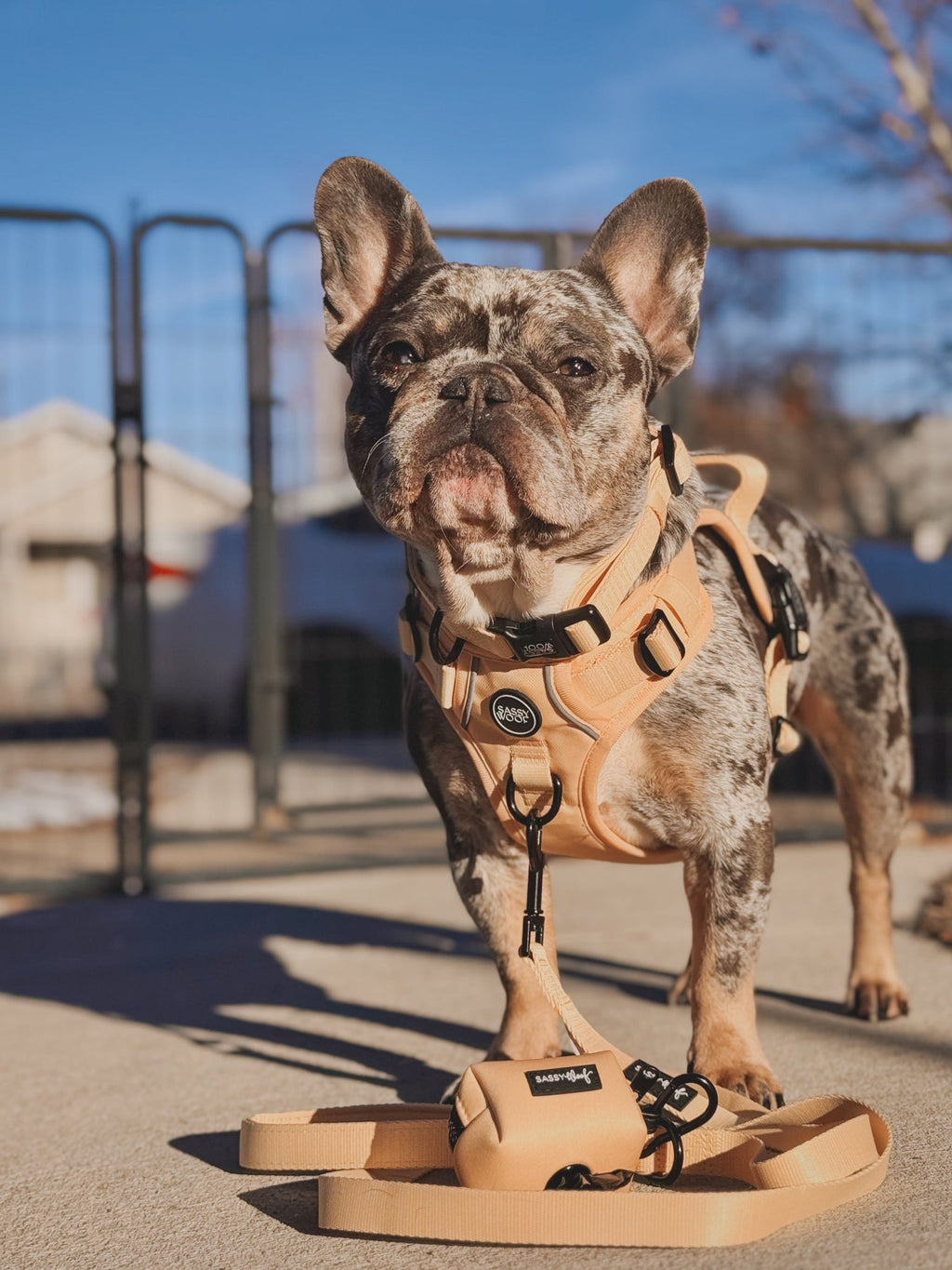 Dog Step-in Harness - Daffodil